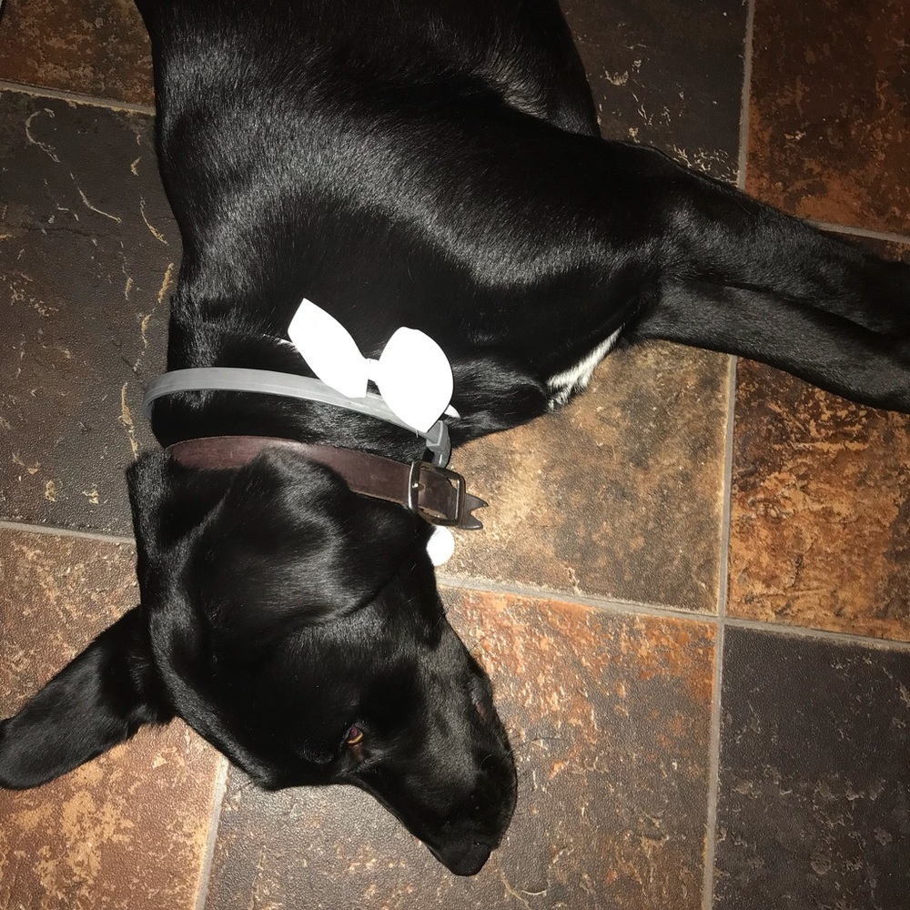 Meet your Posher, Kayla